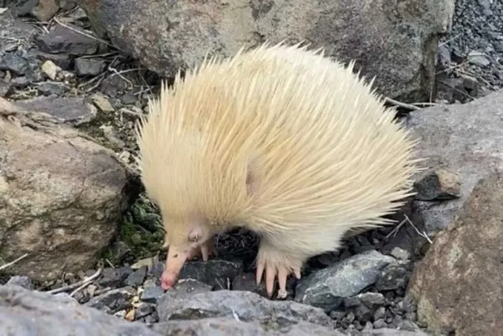 2 Landak Semut Albino...
