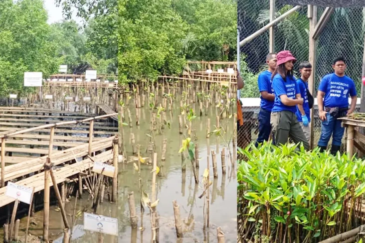 Upaya Melestarikan Mangrove...