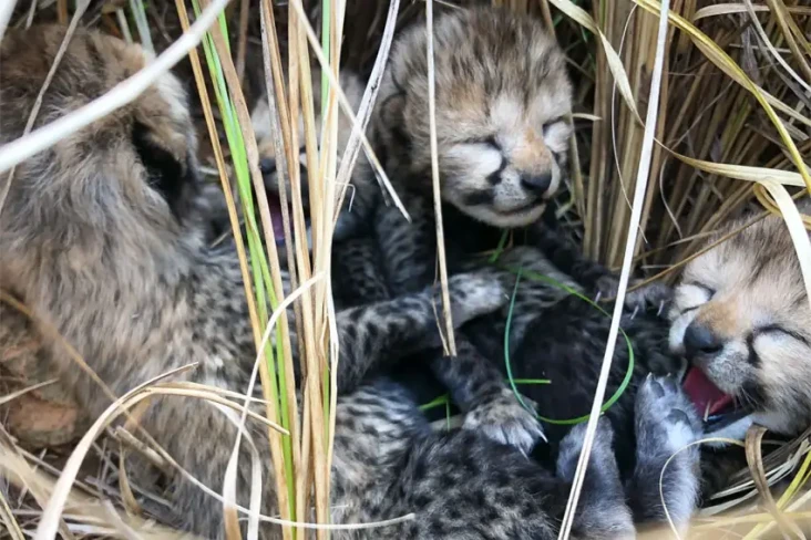 Tiga Anak Cheetah Mati...