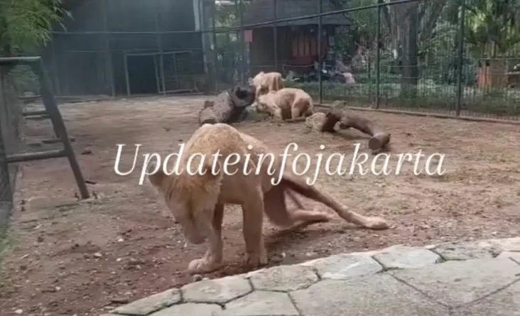 Viral! Singa Putih Faunaland...