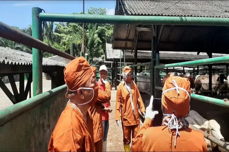 Pastikan Kesehatan Sapi...