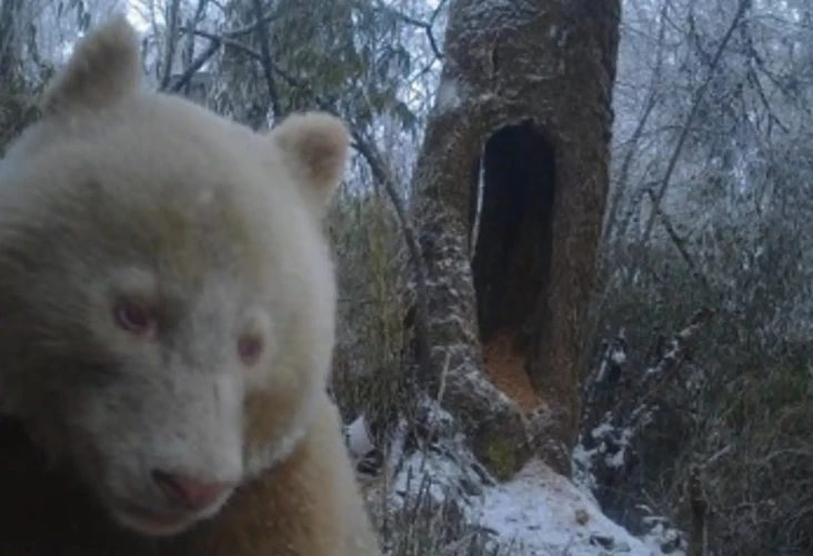 Panda Albino Raksasa...