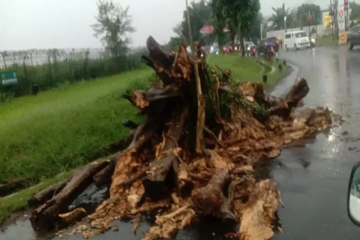 Hujan Angin, Pohon Beringin...