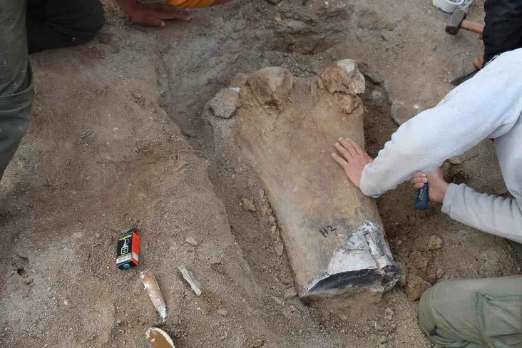 Tulang Dinosaurus Herbivora...