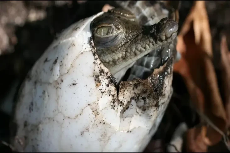Buaya Perawan Ini Miliki...