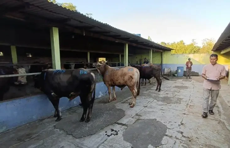 Harga Sapi Kurban di...