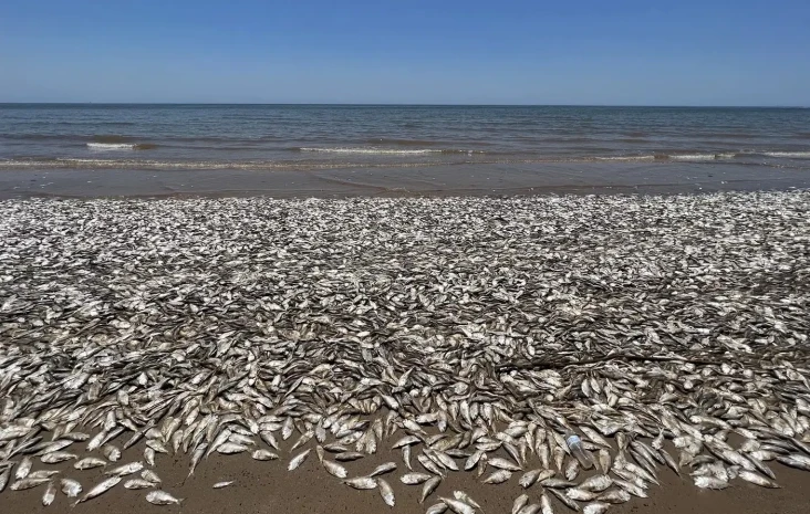 Ribuan Ikan di Pantai...