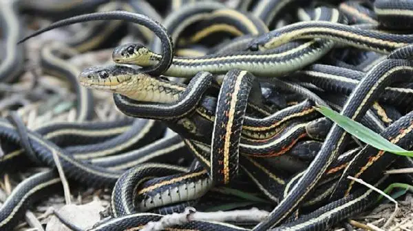 Mengapa Snake Island...