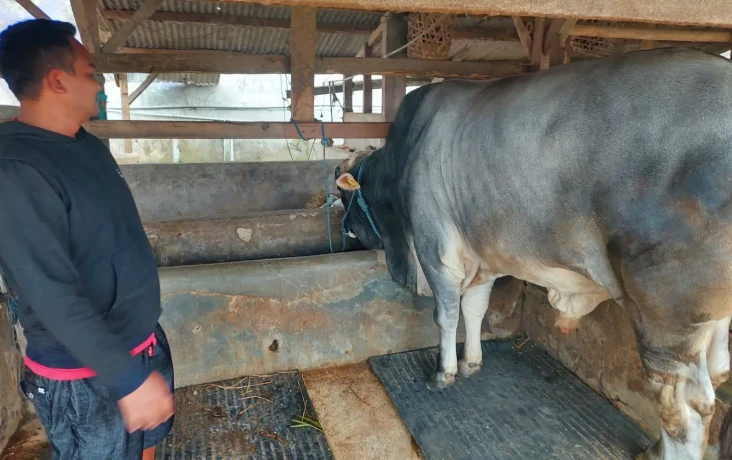 Sapi Berbobot 940 Kg...