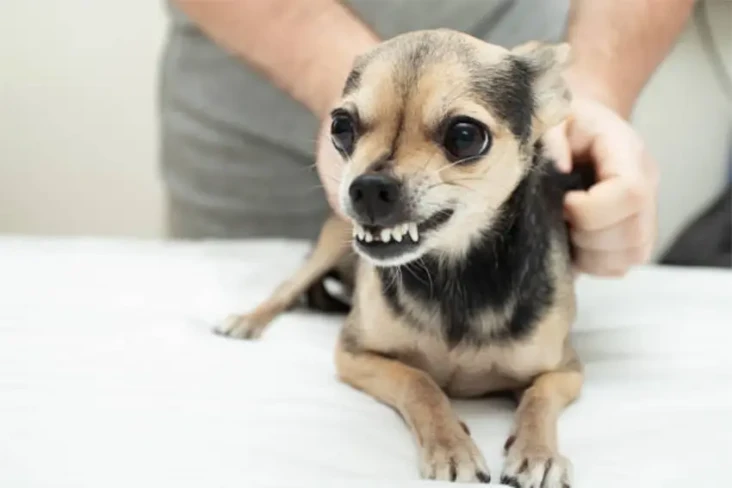 Bukan Cuma Anjing, Hewan-Hewan...