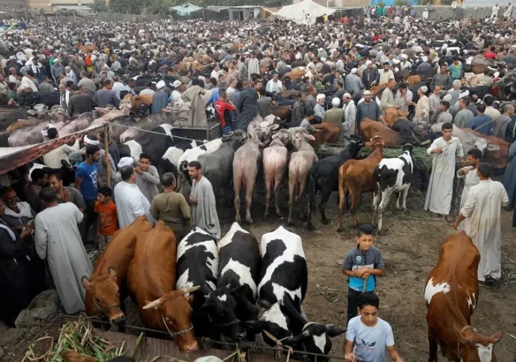 Harga Hewan Kurban di...