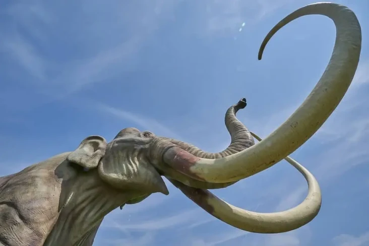 5 Fakta Unik Gajah yang...