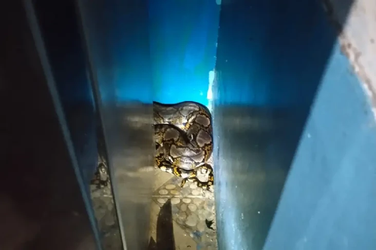Ngeri! Hendak Masak...