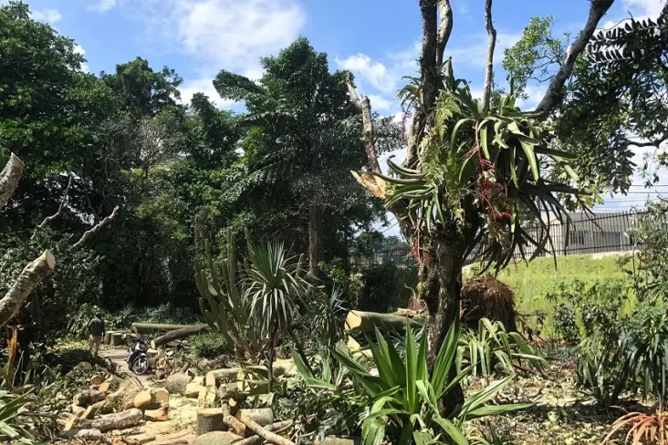 Pohon Besar di Kebun...