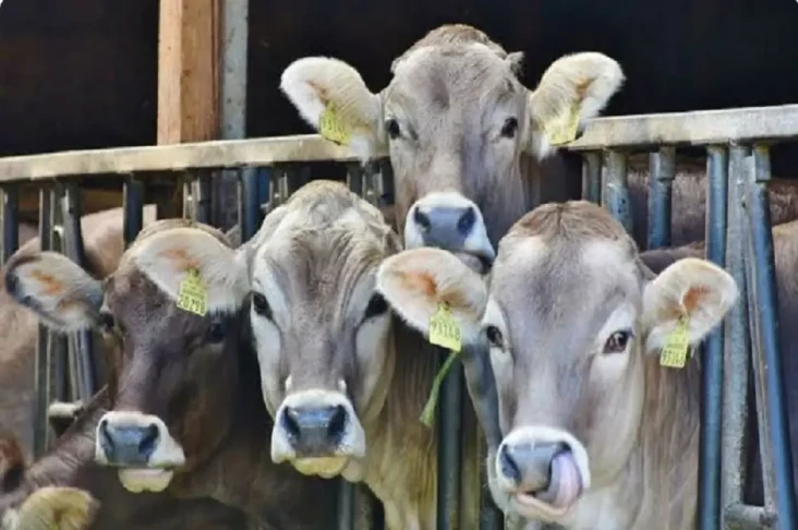 Gawat! 2.410 Ekor Sapi...