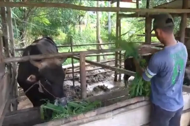 Sapi Berbobot 750 Kg...