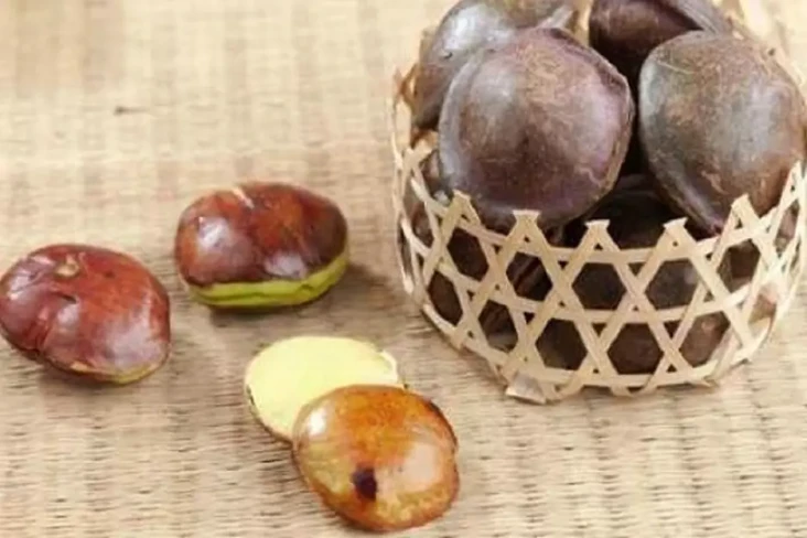 Apakah Jengkol Mengandung...