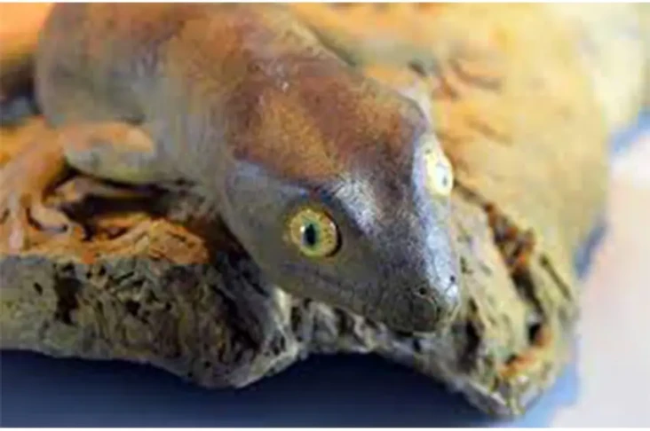 Fakta-Fakta Gecko Raksasa...