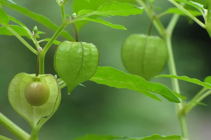10 Khasiat Buah Ciplukan...