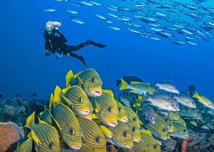 5 Spot Diving Terbaik...