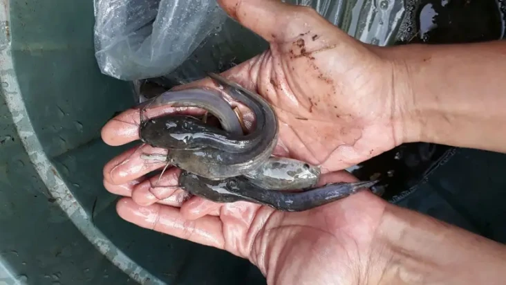 4 Ikan Air Tawar yang...