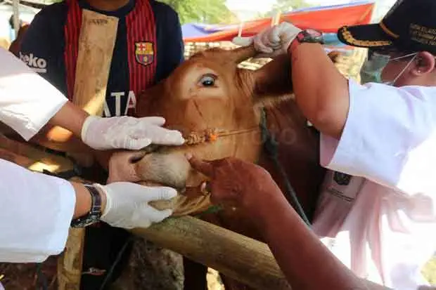 Jelang Iduladha, 8.739...