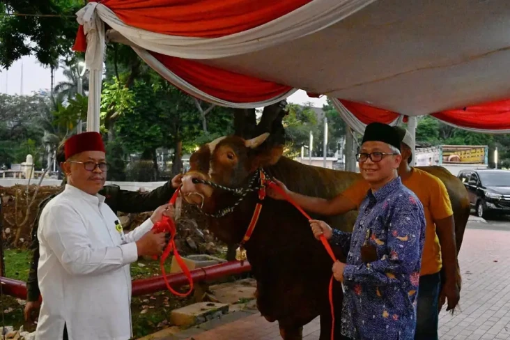 Wapres Kurban Sapi Limousin...