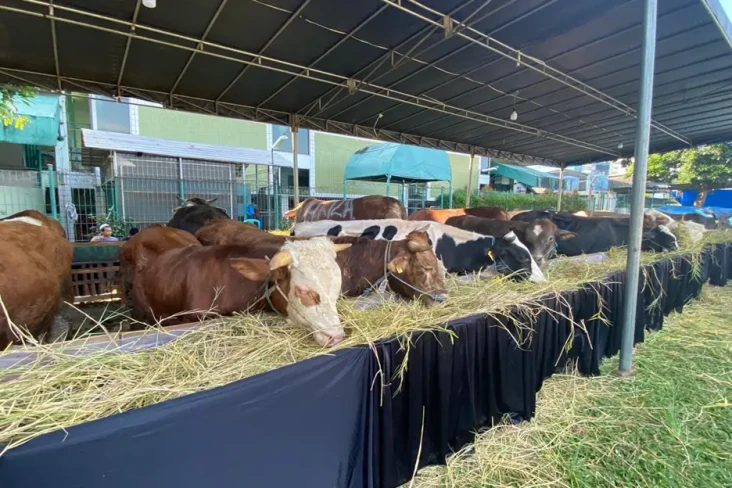 Terima 81 Sapi dan 735...