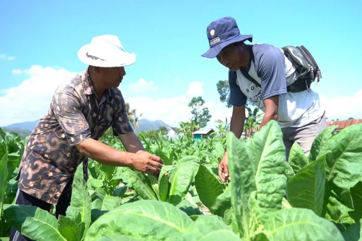 Kegembiraan Petani Lombok...