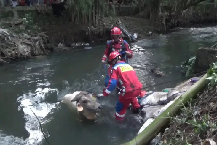 Sapi Kurban Ngamuk hingga...