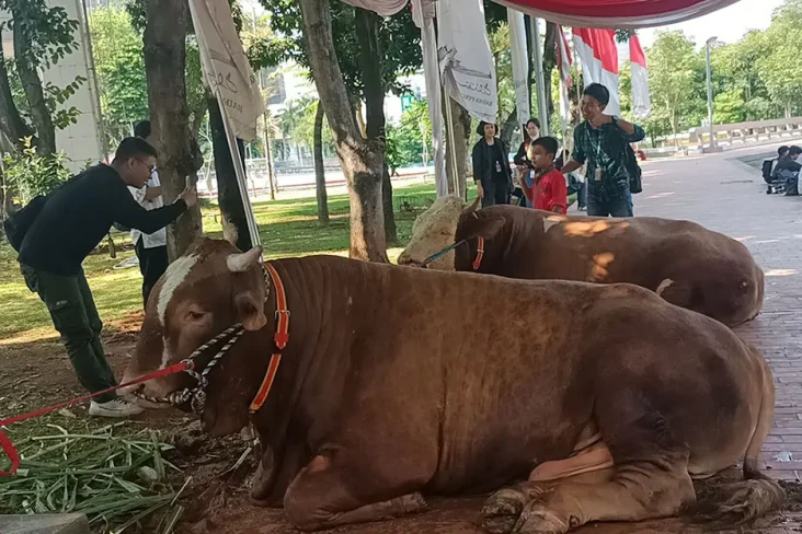 Sapi Kurban Jokowi-Maruf...
