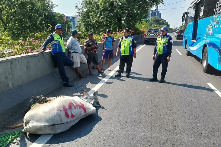 Kocak! Stres Mau Disembelih,...