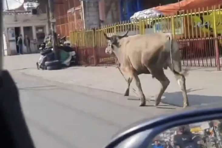Sapi Kurban Berkeliaran...