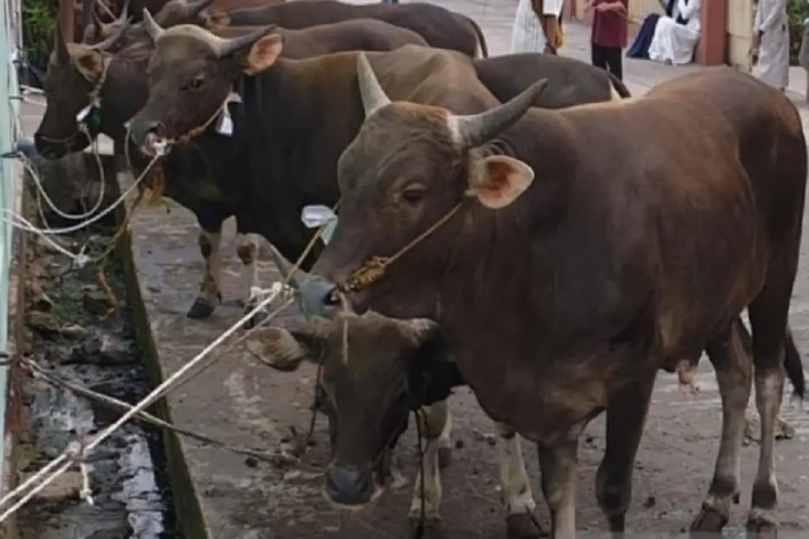 Iduladha, 11 Ribu Ekor...