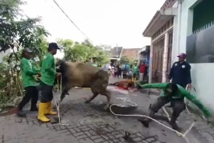 Sapi Kurban di Surabaya...