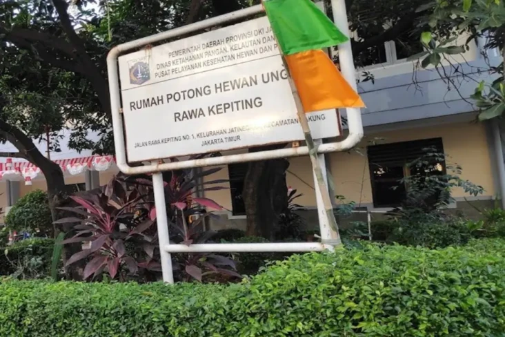 Heboh! Pedagang Ayam...