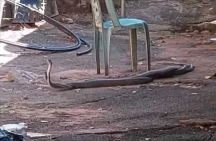 2 Ular Mamba Hitam Duel...