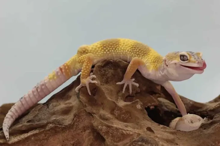 6 Perbedaan Gecko dan...