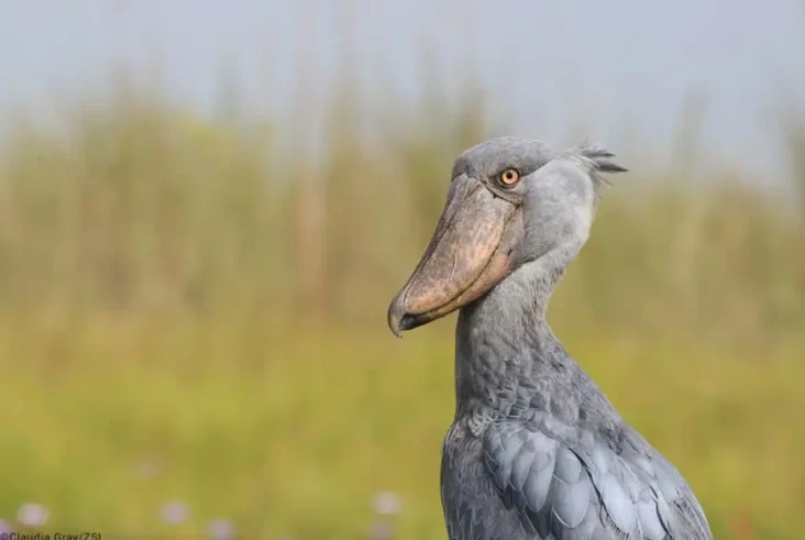 10 Keunikan Shoebill...