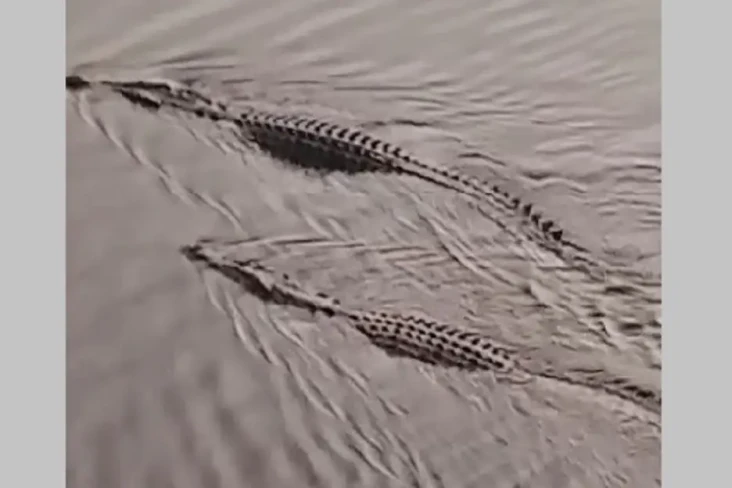 Heboh 2 Buaya Ganas...