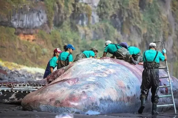 Batu Ambergris Senilai...