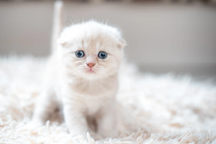 10 Jenis Kucing Paling...