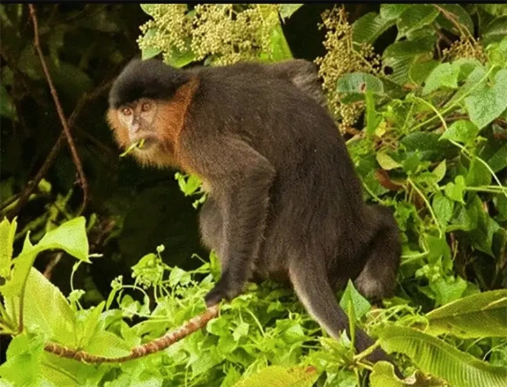 Jejak Monyet Setinggi...