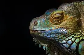 5 Perbedaan Iguana dan...