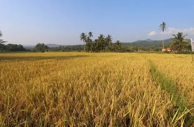 Petani Tanjung Raja...