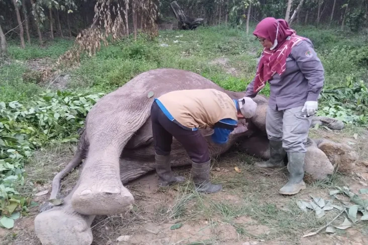 Memilukan! Gajah Penghuni...