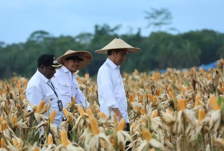 Lahan Food Estate di...