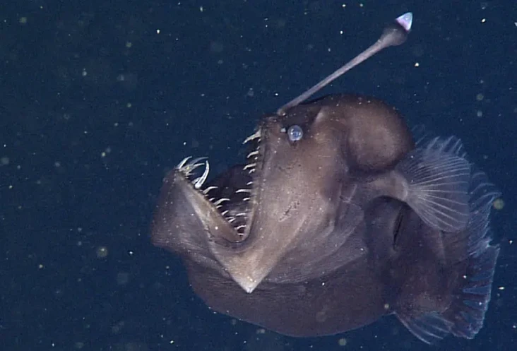 Ini Penyebab Ikan Laut...