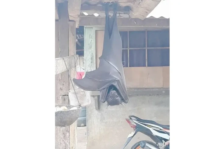 Kelelawar Seukuran Manusia...
