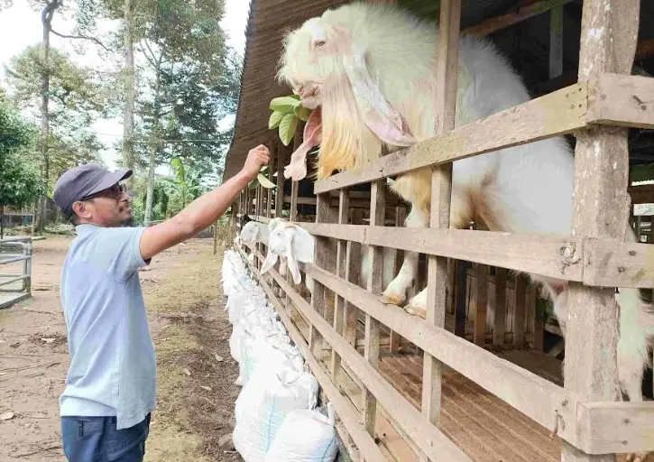 Kisah Kambing Senduro...